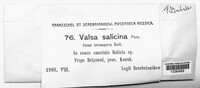 Valsa salicina image